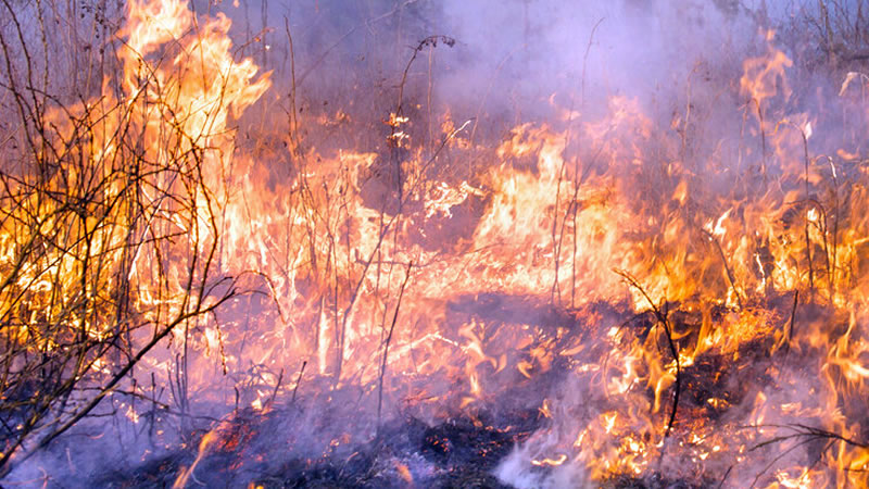 Общинските служби „Земеделие“ в районите с обявено бедствено положение заради пожари, започват да приемат заявления за форсмажор
