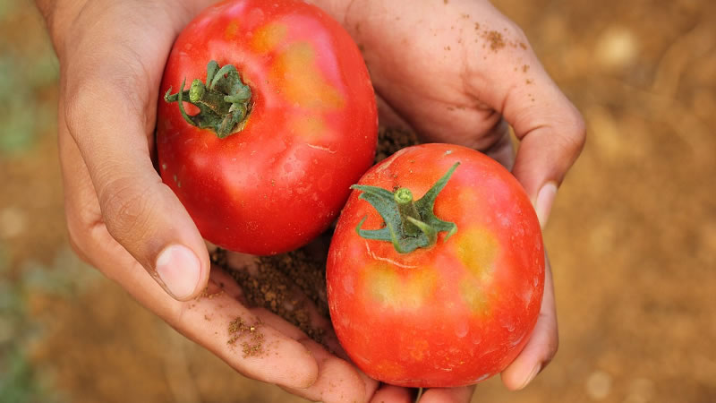 ДФЗ започна прием по схемата за борба с доматен миниращ молец