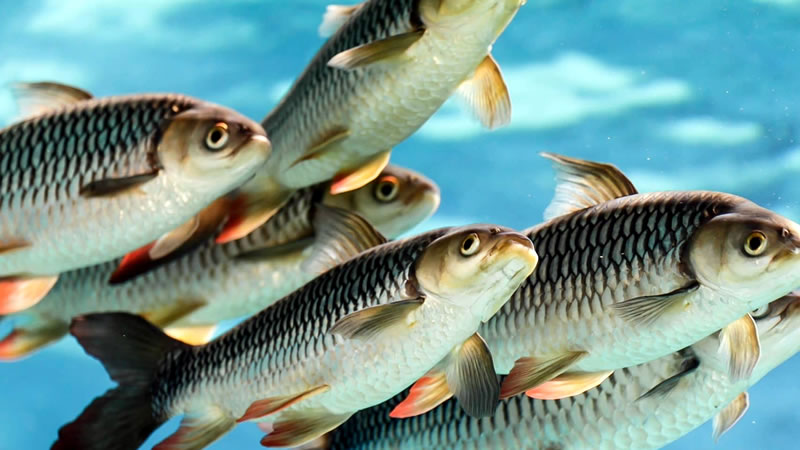 Бенефициери по Рибарската програма получиха 2,2 млн. лева  