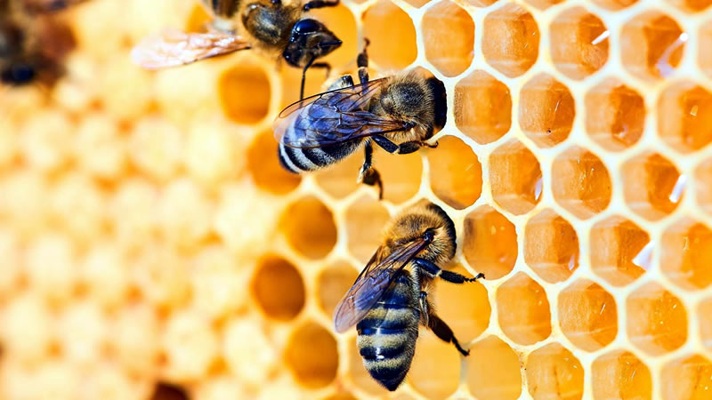 ДФЗ публикува списъци с класираните заявления за подпомагане по интервенциите в сектор „Пчеларство“ за 2024 г.