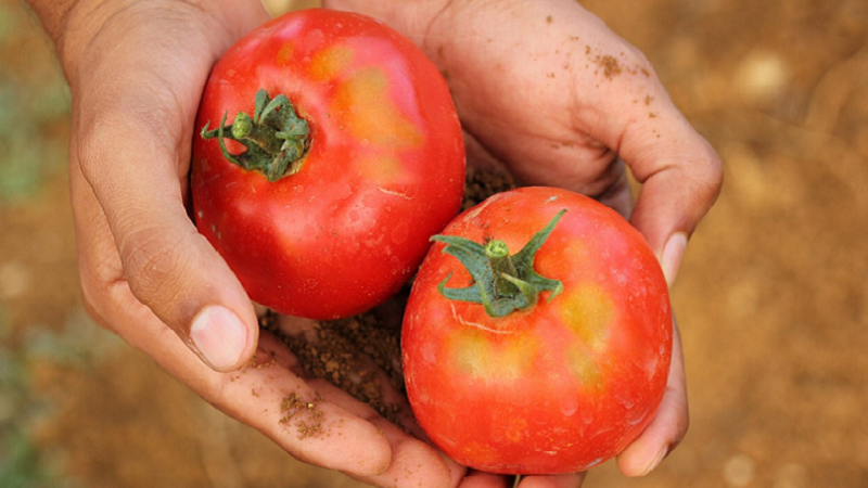 УС на ДФЗ отпуска 256 хил. евро за борба с доматения молец - Tuta absoluta