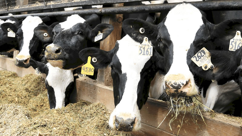 Говедовъдите получиха над 25 млн. лева преходна национална помощ за Кампания 2025