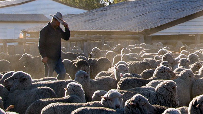 2 млн. лева компенсации получават фермерите заради шарката по дребните преживни животни