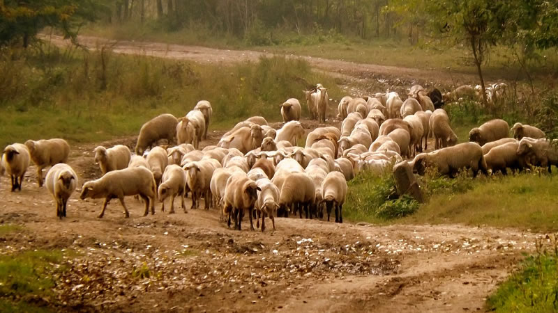 До 24 октомври се удължава срокът за прием по de minimis за компенсиране на фермерите, попадащи в зоните с ограничителни мерки във връзка шарката по дребните преживни животни